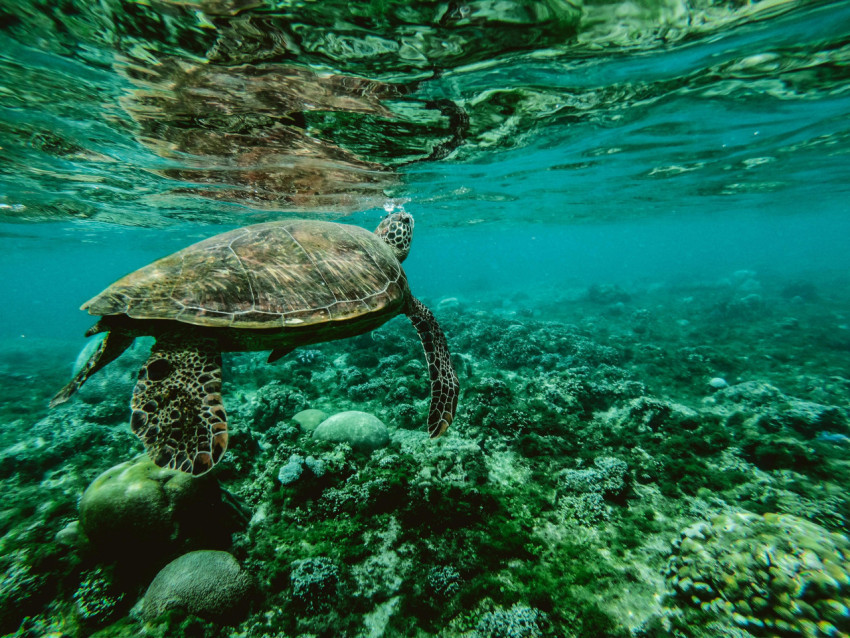 Serene Underwater Turtle Journey
