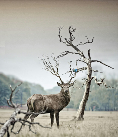 Majestic Stag in Serene Landscape
